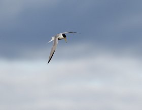 Little Terns at Easington have another good year