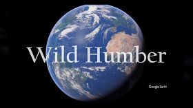 Wild Humber